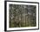 Australia, Western Australia, Leeuwin-Naturaliste National Park, Boranup-Andrew Watson-Framed Photographic Print