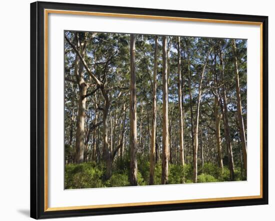 Australia, Western Australia, Leeuwin-Naturaliste National Park, Boranup-Andrew Watson-Framed Photographic Print