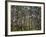 Australia, Western Australia, Leeuwin-Naturaliste National Park, Boranup-Andrew Watson-Framed Photographic Print