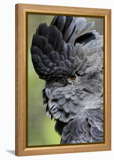Australia. Wildlife Habitat Zoo. Detail of Red Tailed Black Cockatoo-Cindy Miller Hopkins-Framed Premier Image Canvas