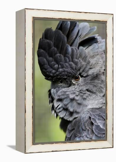 Australia. Wildlife Habitat Zoo. Detail of Red Tailed Black Cockatoo-Cindy Miller Hopkins-Framed Premier Image Canvas