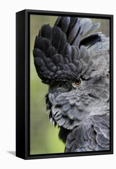 Australia. Wildlife Habitat Zoo. Detail of Red Tailed Black Cockatoo-Cindy Miller Hopkins-Framed Premier Image Canvas