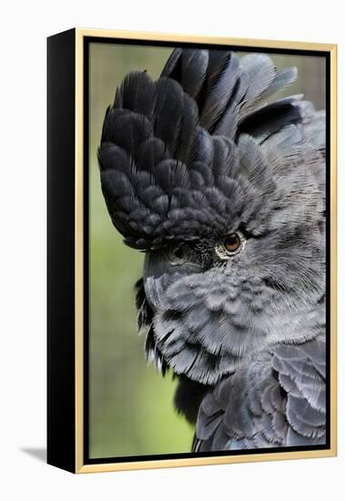 Australia. Wildlife Habitat Zoo. Detail of Red Tailed Black Cockatoo-Cindy Miller Hopkins-Framed Premier Image Canvas