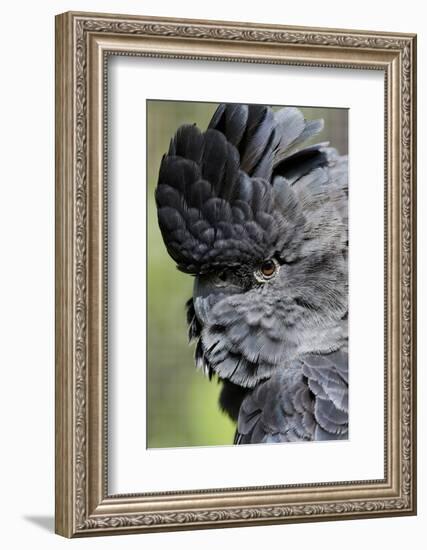 Australia. Wildlife Habitat Zoo. Detail of Red Tailed Black Cockatoo-Cindy Miller Hopkins-Framed Photographic Print