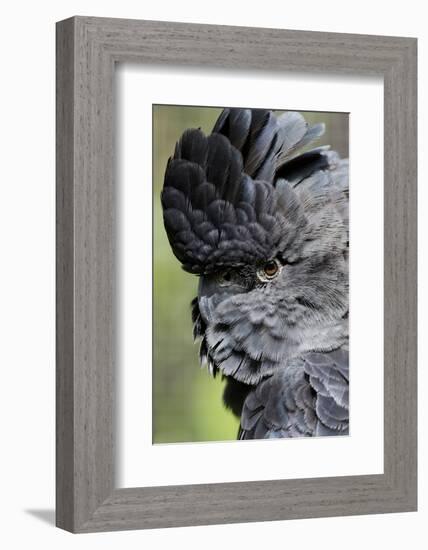 Australia. Wildlife Habitat Zoo. Detail of Red Tailed Black Cockatoo-Cindy Miller Hopkins-Framed Photographic Print