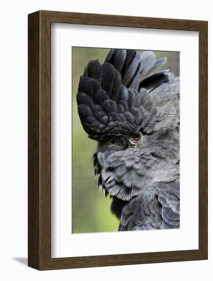 Australia. Wildlife Habitat Zoo. Detail of Red Tailed Black Cockatoo-Cindy Miller Hopkins-Framed Photographic Print