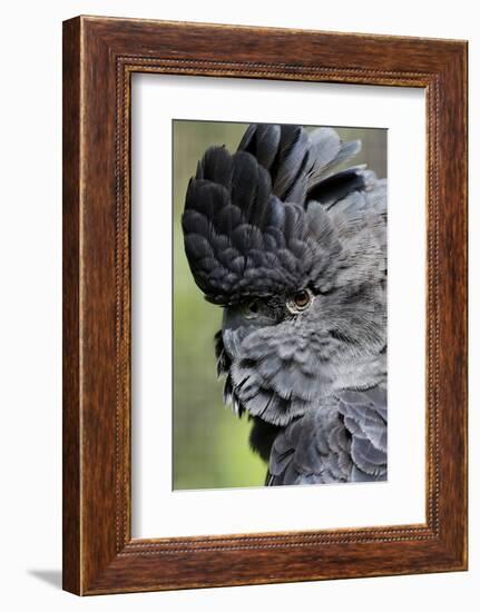 Australia. Wildlife Habitat Zoo. Detail of Red Tailed Black Cockatoo-Cindy Miller Hopkins-Framed Photographic Print