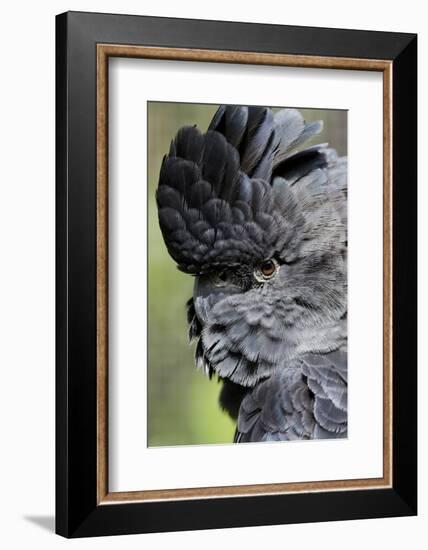 Australia. Wildlife Habitat Zoo. Detail of Red Tailed Black Cockatoo-Cindy Miller Hopkins-Framed Photographic Print