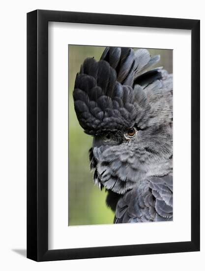 Australia. Wildlife Habitat Zoo. Detail of Red Tailed Black Cockatoo-Cindy Miller Hopkins-Framed Photographic Print