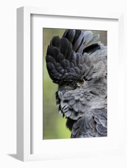 Australia. Wildlife Habitat Zoo. Detail of Red Tailed Black Cockatoo-Cindy Miller Hopkins-Framed Photographic Print