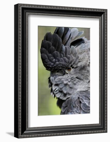 Australia. Wildlife Habitat Zoo. Detail of Red Tailed Black Cockatoo-Cindy Miller Hopkins-Framed Photographic Print