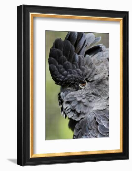 Australia. Wildlife Habitat Zoo. Detail of Red Tailed Black Cockatoo-Cindy Miller Hopkins-Framed Photographic Print