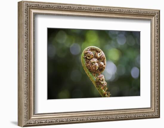 Australia, World Heritage Blue Mountains National Park, Tree Fern Fiddlehead-Rona Schwarz-Framed Photographic Print