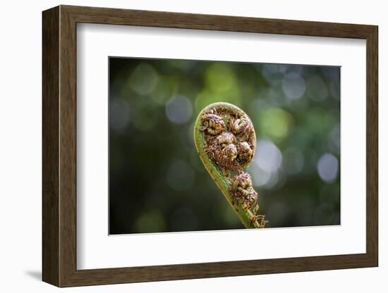 Australia, World Heritage Blue Mountains National Park, Tree Fern Fiddlehead-Rona Schwarz-Framed Photographic Print