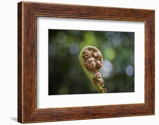 Australia, World Heritage Blue Mountains National Park, Tree Fern Fiddlehead-Rona Schwarz-Framed Photographic Print