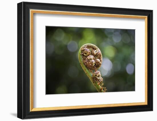 Australia, World Heritage Blue Mountains National Park, Tree Fern Fiddlehead-Rona Schwarz-Framed Photographic Print