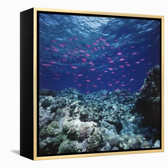 Australia, Yellowstriped Anthias Schooling in Great Barrier Reef-Stuart Westmorland-Framed Premier Image Canvas