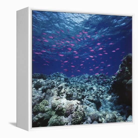 Australia, Yellowstriped Anthias Schooling in Great Barrier Reef-Stuart Westmorland-Framed Premier Image Canvas