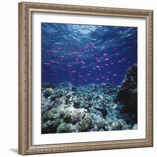 Australia, Yellowstriped Anthias Schooling in Great Barrier Reef-Stuart Westmorland-Framed Photographic Print