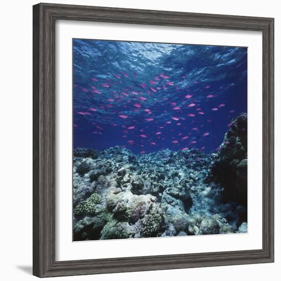 Australia, Yellowstriped Anthias Schooling in Great Barrier Reef-Stuart Westmorland-Framed Photographic Print