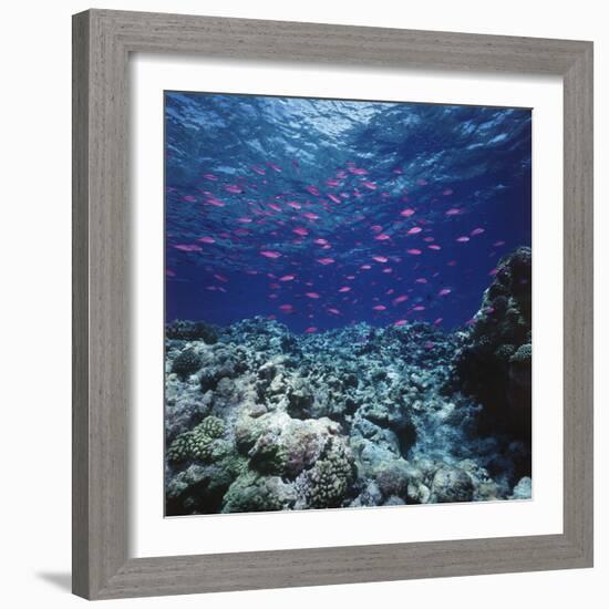 Australia, Yellowstriped Anthias Schooling in Great Barrier Reef-Stuart Westmorland-Framed Photographic Print