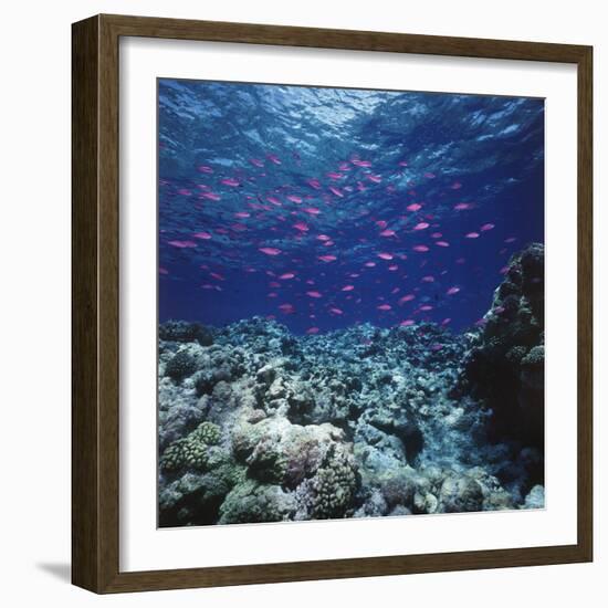 Australia, Yellowstriped Anthias Schooling in Great Barrier Reef-Stuart Westmorland-Framed Photographic Print