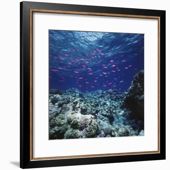 Australia, Yellowstriped Anthias Schooling in Great Barrier Reef-Stuart Westmorland-Framed Photographic Print