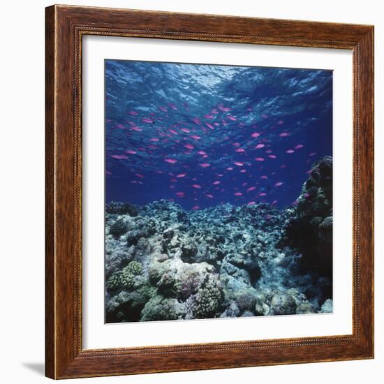 Australia, Yellowstriped Anthias Schooling in Great Barrier Reef-Stuart Westmorland-Framed Photographic Print