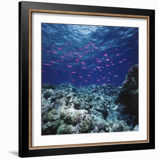 Australia, Yellowstriped Anthias Schooling in Great Barrier Reef-Stuart Westmorland-Framed Photographic Print