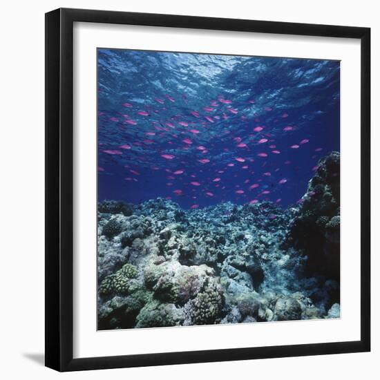 Australia, Yellowstriped Anthias Schooling in Great Barrier Reef-Stuart Westmorland-Framed Photographic Print