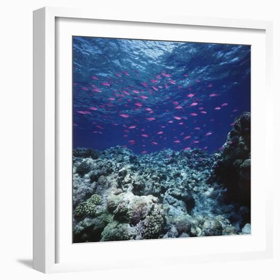 Australia, Yellowstriped Anthias Schooling in Great Barrier Reef-Stuart Westmorland-Framed Photographic Print