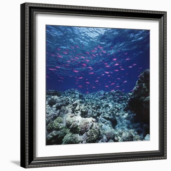 Australia, Yellowstriped Anthias Schooling in Great Barrier Reef-Stuart Westmorland-Framed Photographic Print