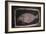 Australian Aboriginal bark-painting of a Dugong-Unknown-Framed Giclee Print