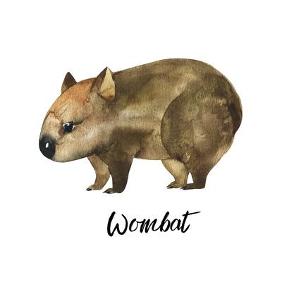 Australian Animals Watercolor Illustration Hand Drawn Wildlife Isolated on a White Background. Womb' Art Print - Kat_Branch Australian Animals Watercolor Illustration Hand Drawn Wildlife Isolated on a White Background. Womb' Art Print - Kat_Branch