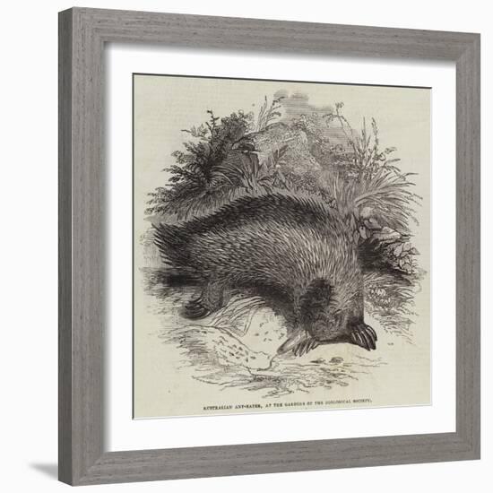 Australian Ant-Eater, at the Gardens of the Zoological Society-null-Framed Giclee Print