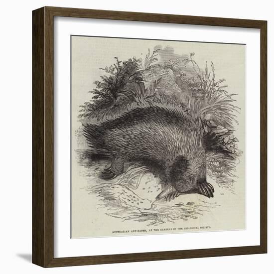 Australian Ant-Eater, at the Gardens of the Zoological Society-null-Framed Giclee Print