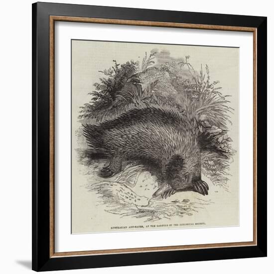 Australian Ant-Eater, at the Gardens of the Zoological Society-null-Framed Giclee Print