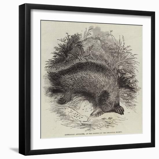 Australian Ant-Eater, at the Gardens of the Zoological Society-null-Framed Giclee Print