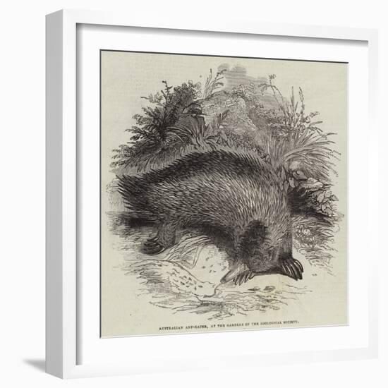 Australian Ant-Eater, at the Gardens of the Zoological Society-null-Framed Giclee Print