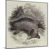 Australian Ant-Eater, at the Gardens of the Zoological Society-null-Mounted Giclee Print