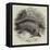 Australian Ant-Eater, at the Gardens of the Zoological Society-null-Framed Premier Image Canvas