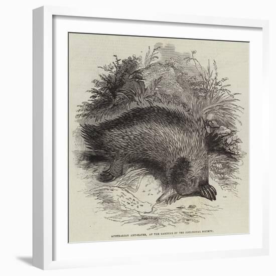 Australian Ant-Eater, at the Gardens of the Zoological Society-null-Framed Giclee Print