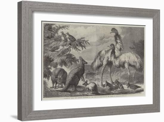 Australian Birds and Animals Presented by the Duke of Edinburgh to the Prince of Wales-Samuel John Carter-Framed Giclee Print