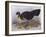 Australian Brush-Turkey (Alectura Lathami)-John Gould-Framed Giclee Print