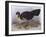 Australian Brush-Turkey (Alectura Lathami)-John Gould-Framed Giclee Print