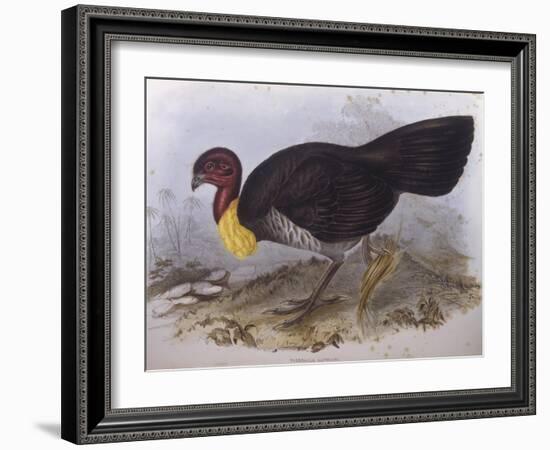 Australian Brush-Turkey (Alectura Lathami)-John Gould-Framed Giclee Print