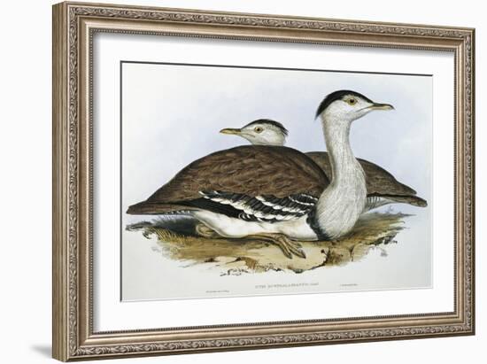 Australian Bustrard (Otis Australasianus)-John Gould-Framed Giclee Print