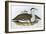 Australian Bustrard (Otis Australasianus)-John Gould-Framed Giclee Print