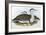 Australian Bustrard (Otis Australasianus)-John Gould-Framed Giclee Print