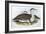 Australian Bustrard (Otis Australasianus)-John Gould-Framed Giclee Print